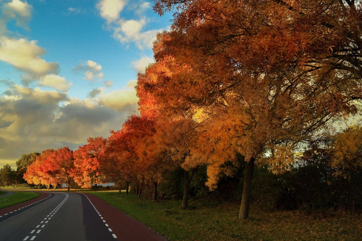 vanilla-autumn-street-trees