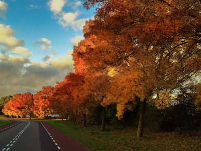 vanilla-autumn-street-trees