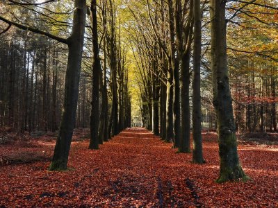 vanilla-autumn-trees